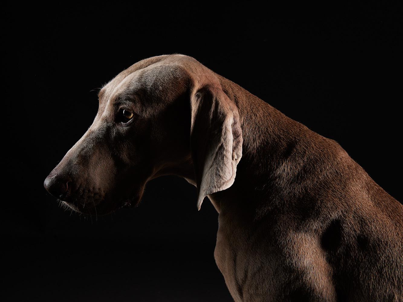 Retrato de animales · Casper