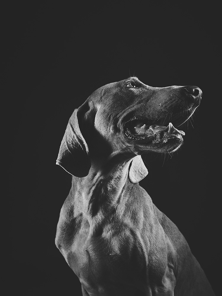Retrato de animales · Casper